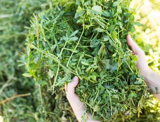 Hands of farmer holding fresh green grass clippings prepared for livestock feeding. Organic forage...