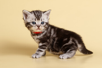 American shorthair cat on colored backgrounds