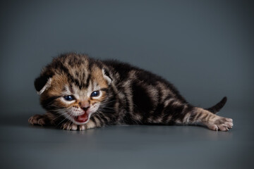 American shorthair cat on colored backgrounds