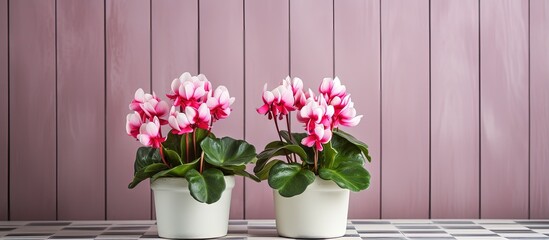 Checkered flower pots with pink Cyclamen for indoor use
