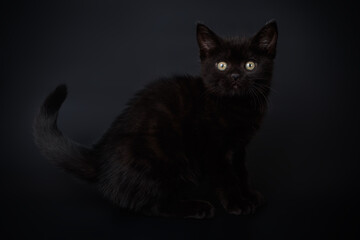 Studio photography of an American shorthair cat on colored backgrounds