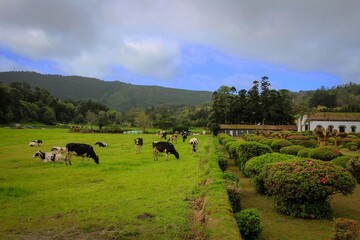 Rural landscape view near Sete Cidades area, Sao Miguel, Azores