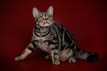 American shorthair cat on colored backgrounds