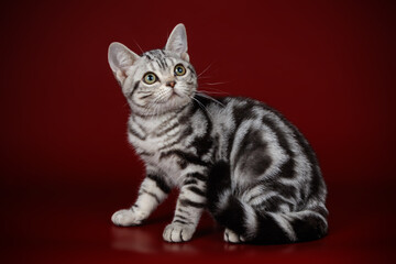 American shorthair cat on colored backgrounds