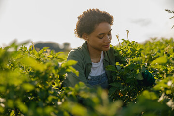 Smiling woman farm worker working with the plants on field. Agriculture concept