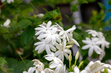 White crepe Jasmine flowers (Tabernaemontana divaricata), shallow focus