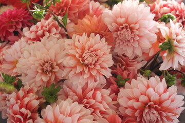 pink chrysanthemum flowers