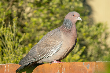 Picazuro dove on a red brick wall