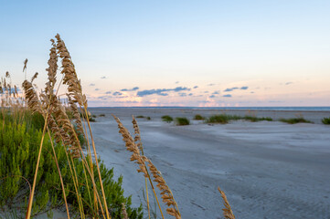 Fototapeta premium Reeds on the beach