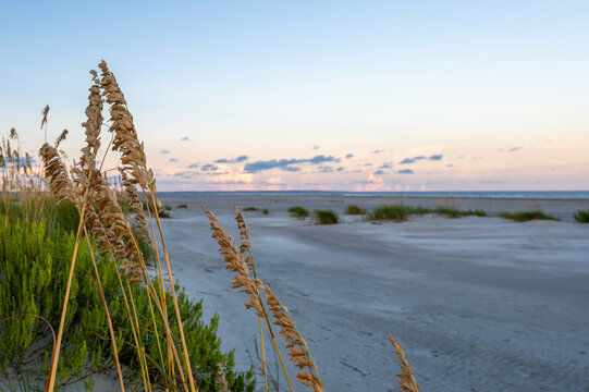 Reeds on the beach