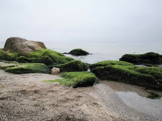 sea stones in moss
