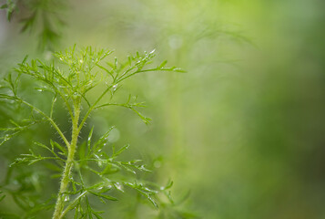 Dill  branch green leaves on natural background.
