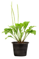 Plantago major or greater plantain green leaves on transparent background.