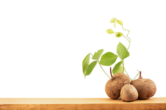 Pueraria mirifica heads and tree on wood floor and on transparent background.