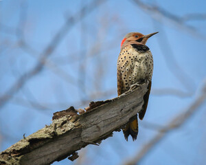 northern flicker standing watch