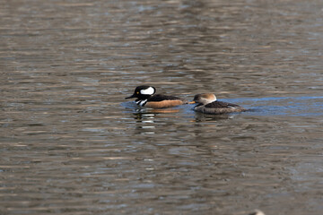 merganser pair swimming