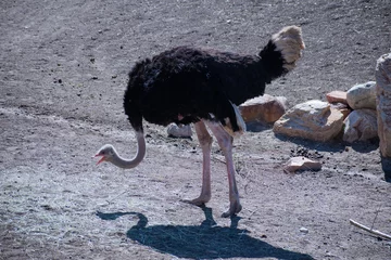 Fotobehang A male bird ostrich looking for food in the Utah Zoo enclosure.  © JMP Traveler