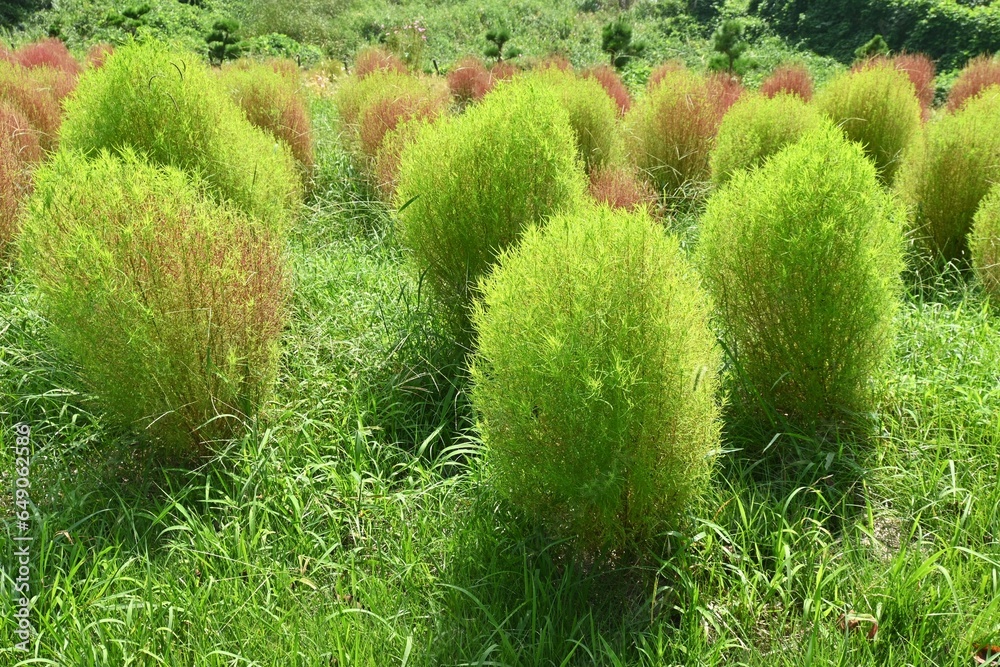 Poster kochia ( bassia scoparia ). amaranthaceae annual plants. stems are erect and initially green, later 