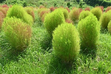 Kochia ( Bassia scoparia ). Amaranthaceae annual plants. Stems are erect and initially green, later...