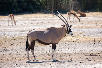 Naklejka na ściany i meble View of some species of oryx antelopes feeding in the open area with dry grass