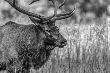 bull elk in winter