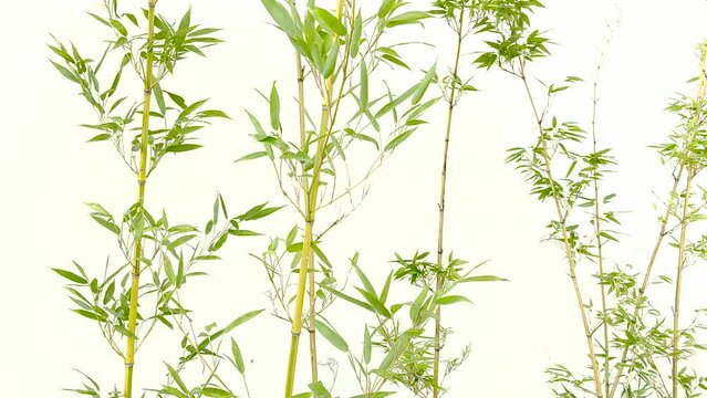 Bamboo in front of white wall, Zen.