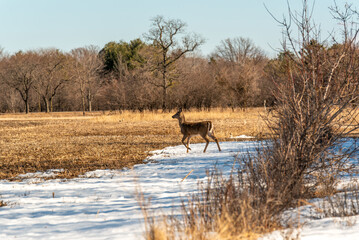 White-tailed Deer Crossing A Snow Covered Field In March In Wisconsin