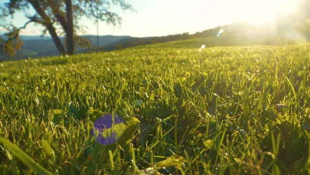 LENS FLARE, CLOSE UP: Golden glowing thick garden grass in autumn sunset light. Well maintained lawn in rural countryside. Beautiful view of freshly trimmed natural green turf in landscaped garden.