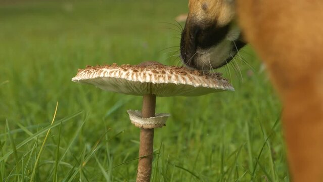 CLOSE UP, DOF: Brown dog breaks off the hat on big parasol mushroom with its paw. Curious doggo tries to eat macrolepiota procera fungus, but he does not like it. Autumn explorations of a young doggy.