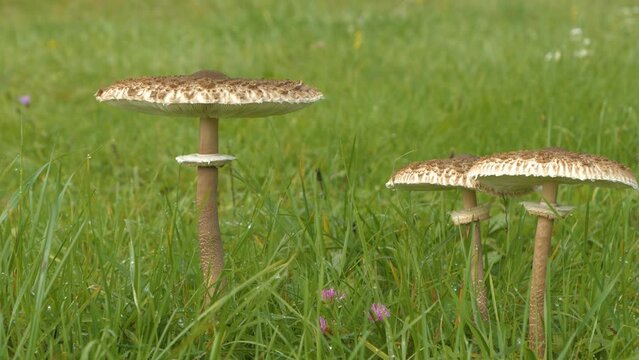 CLOSE UP, DOF: Beautiful autumn trio of parasol mushrooms on a green meadow. Healthy and edible macrolepiota procera fungus peeking out of green grass. Pleasant view on nature walk after rain in fall