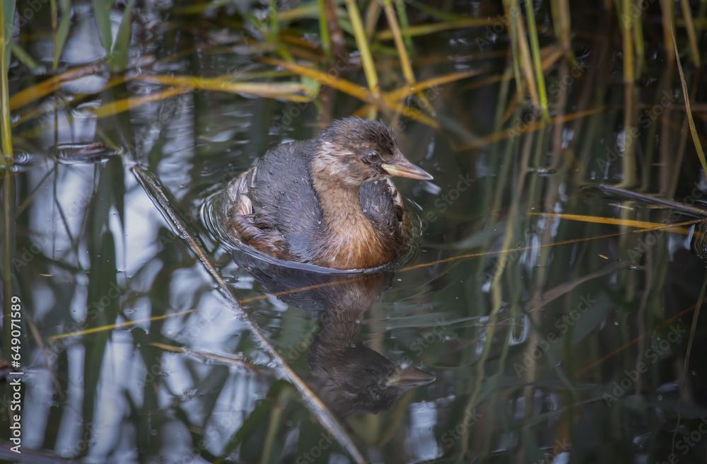 Poster a close up of a little grebe, tachybaptus ruficollis, as it swims in the reeds. it has wet feathers.