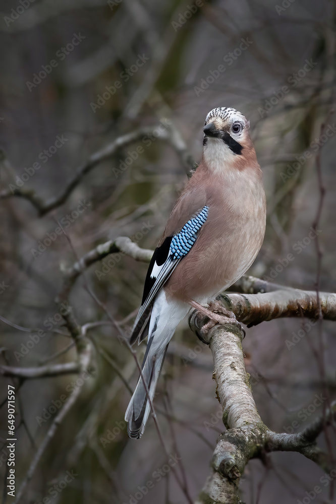 Aufkleber a close up portrait of a jay, Garrulus glandarius, as it sits perched  and alert in the branches of a tree. There is space for text around the subject