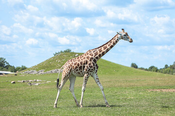giraffe in the savannah