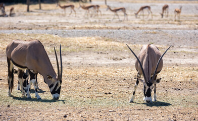 Some oryx gazelles feeding together in safari area during daytime