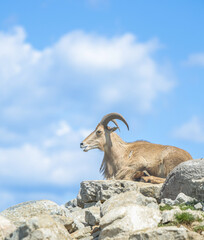 mountain goat on the rock
