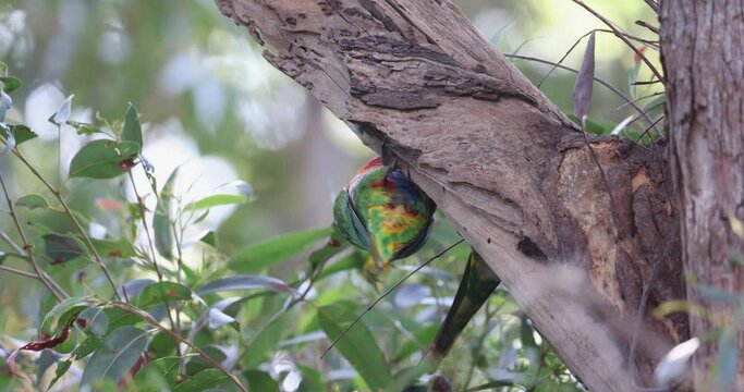 Close up view of Australian Rainbow Lorikeets in their natural habitat