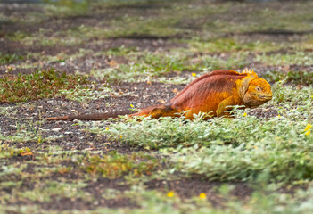 Galapagos Land Iguana