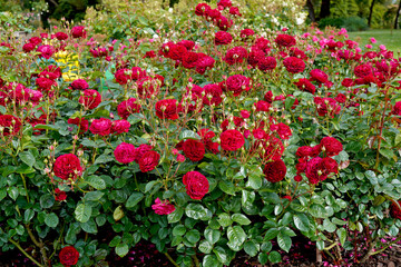 Fototapeta na wymiar A garden bed of red roses. Rosa 'Bordeaux' (Korelamba), a floribunda rose bred by Kordes Roses.