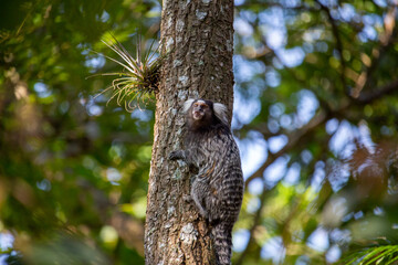 Sagui Do Tufo Branco (White-Tufted-Ear Marmoset-Ing.)
