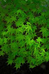 世界遺産　毛越寺（岩手県平泉町）新緑　楓