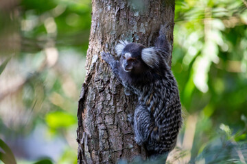 Sagui Do Tufo Branco (White-Tufted-Ear Marmoset-Ing.)