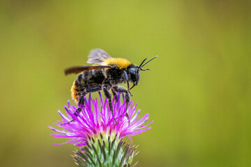 Vemos un hermoso abejorro , posado en una bella flor , una toma macro reflejando todo el polen disperso en su cuerpo. - obrazy, fototapety, plakaty
