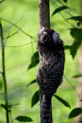Sagui-de-tufo-branco, sagui-do-nordeste, mico-estrela ou sagui-comum