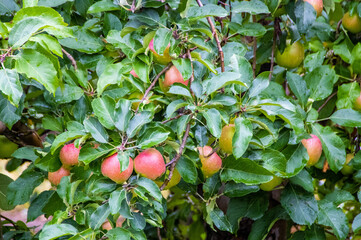 apples on a tree