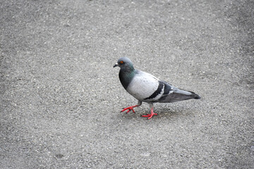 Obraz premium Pigeons walking on the cement floor