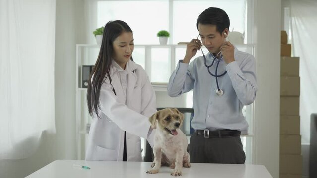 Asian male veterinarian wearing protective mask and female assistant examining dog with stethoscope on table in room at clinic, pet care and treatment concept