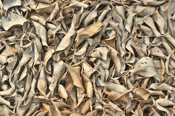 Layer of dry leaves forming litter, the surface layer of the forest essential for its nutrition, or soil mulch, a technique used in gardening and agriculture to protect the soil.