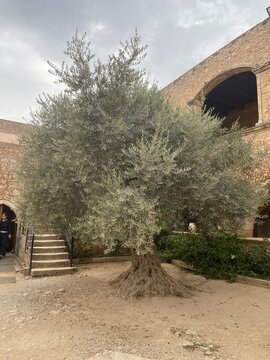 arkadi