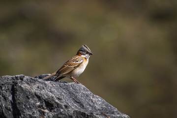 Vemos un hermoso pájaro copetón , posado en una roca , contemplando un bello día.
