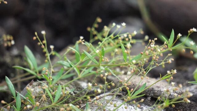 Houstonia longifolia (long-leaved bluet, longleaf summer bluet).  This plant is a perennial plant in the family Rubiaceae